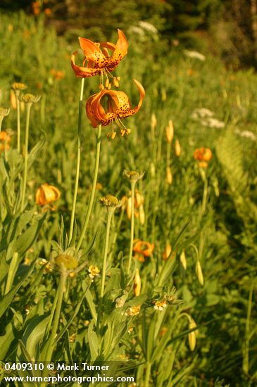 Lilium pardalinum ssp. wigginsii