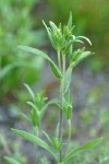 Mountain Tarweed