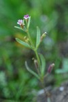 Brewer's Monkey Flower