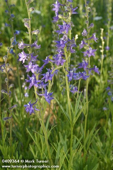 Delphinium burkei
