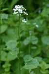 Lyall's Bittercress