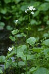 Lyall's Bittercress