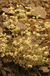 Strict Desert Buckwheat