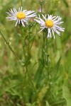 Leafy Aster