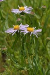 Leafy Aster