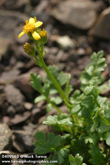 Packera flettii (Senecio flettii)