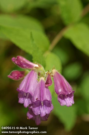 Nothochelone nemorosa