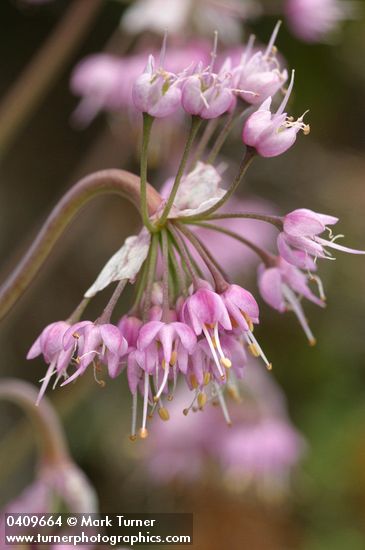 Allium cernuum