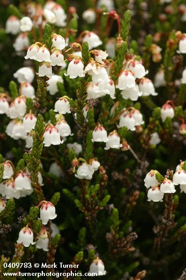 Cassiope mertensiana
