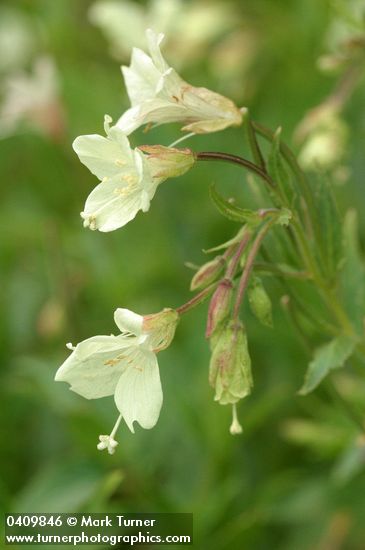 Epilobium luteum