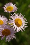 Alice Eastwood's Daisy blossoms detail