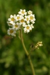 Mountain Boykinia blossoms