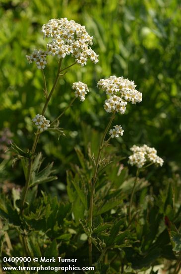 Boykinia major