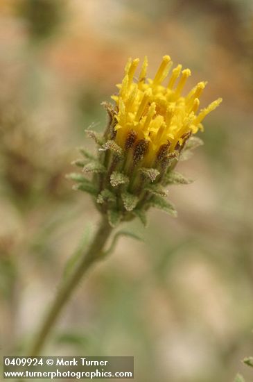 Machaeranthera canescens ssp. canescens var. shastensis