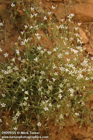 Minuartia nuttallii