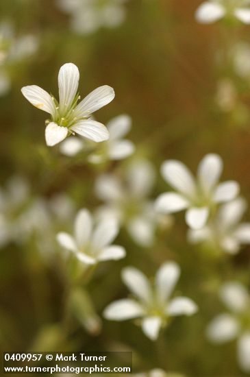 Minuartia nuttallii
