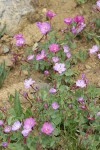 Siskiyou Willowherb