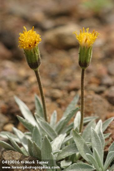Raillardella argentea