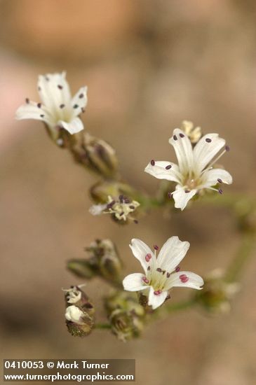 Arenaria pumicola