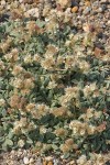 Silverleaf Phacelia