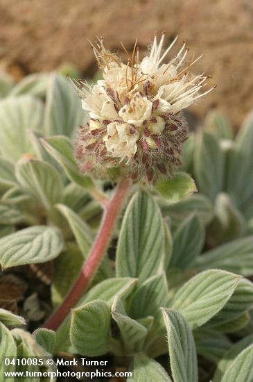 Phacelia hastata var. compacta