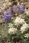 Elegant Lupine (white & blue forms) blossoms & foliage detail
