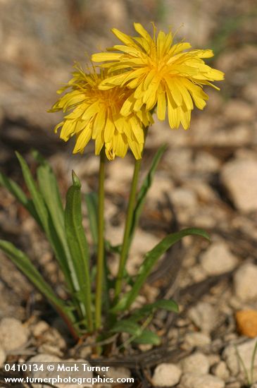 Nothocalais alpestris