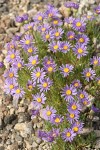 Blue Dwarf Fleabane