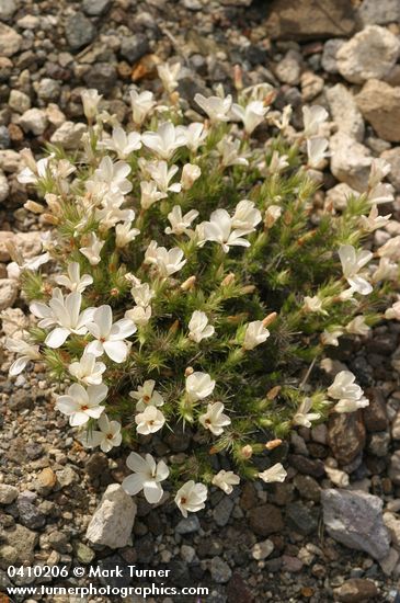 Leptodactylon pungens