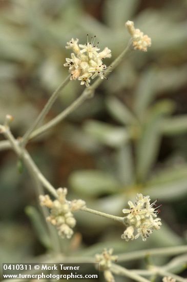 Eriogonum pendulum