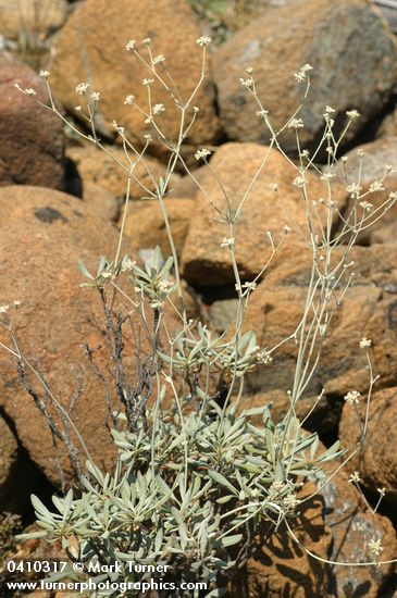 Eriogonum pendulum
