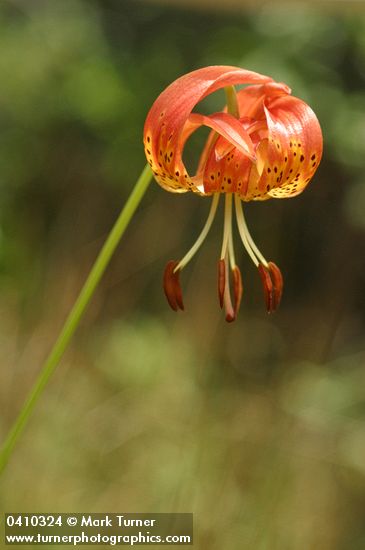 Lilium pardalinum ssp. vollmeri