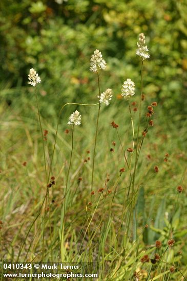 Tofieldia glutinosa