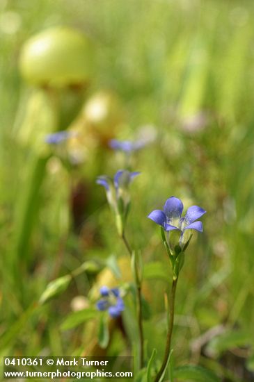 Gentiana setigera