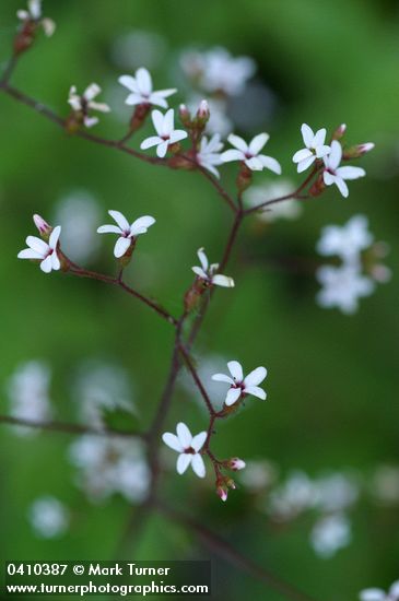 Boykinia occidentalis