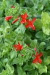 Hummingbird Trumpet blossoms & foliage detail