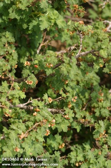 Ribes montigenum