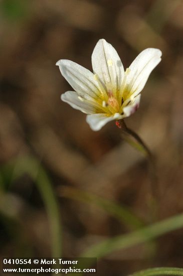 Lloydia serotina