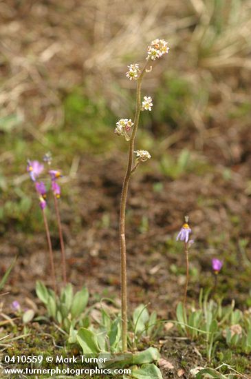 Saxifraga nidifica