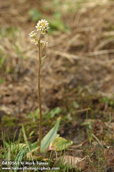 Saxifraga nidifica