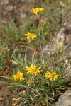 Howell's Goldenweed