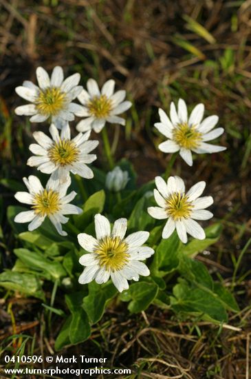 Caltha leptosepala ssp. leptosepala