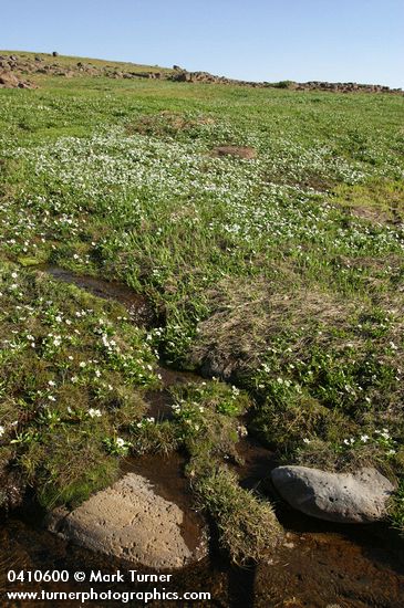 Caltha leptosepala ssp. leptosepala