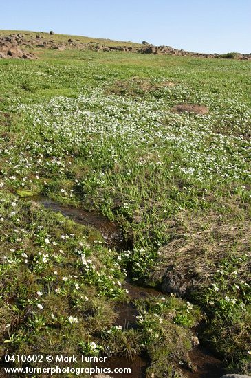 Caltha leptosepala ssp. leptosepala