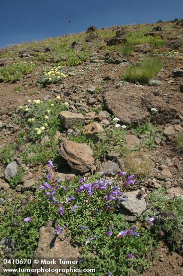 Penstemon davidsonii var. praeteritus; Eriogonum ovalifolium