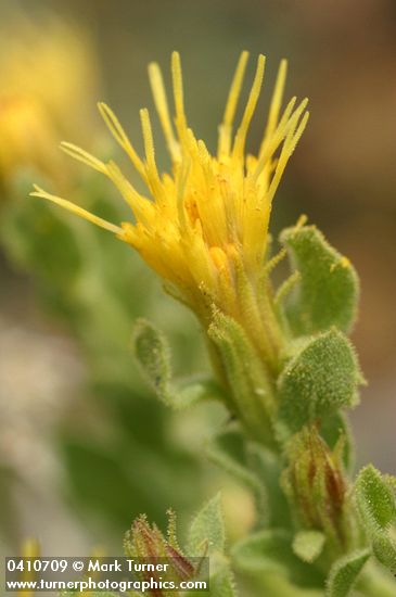 Ericameria discoidea