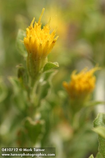 Ericameria discoidea