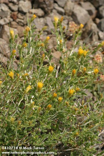 Ericameria discoidea