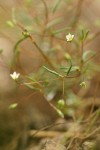 Harkness Linanthus