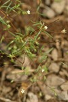 Harkness Linanthus